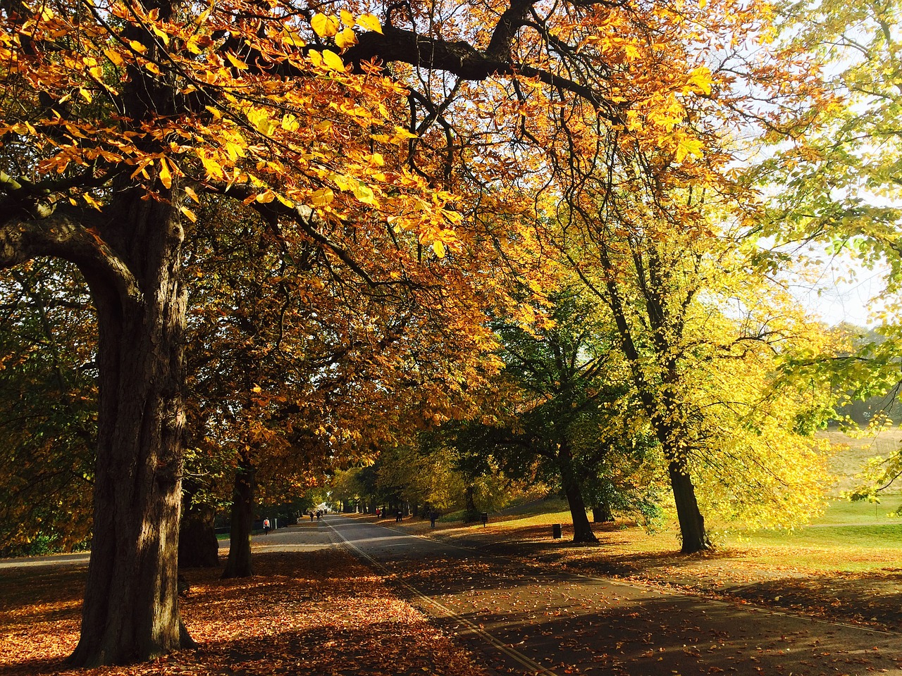 london park autumn free photo