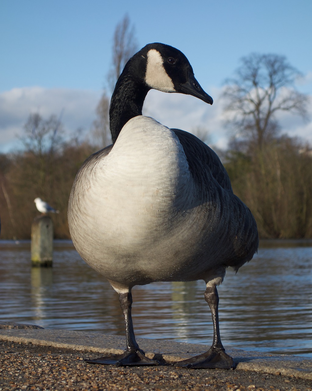 london  city park  england free photo