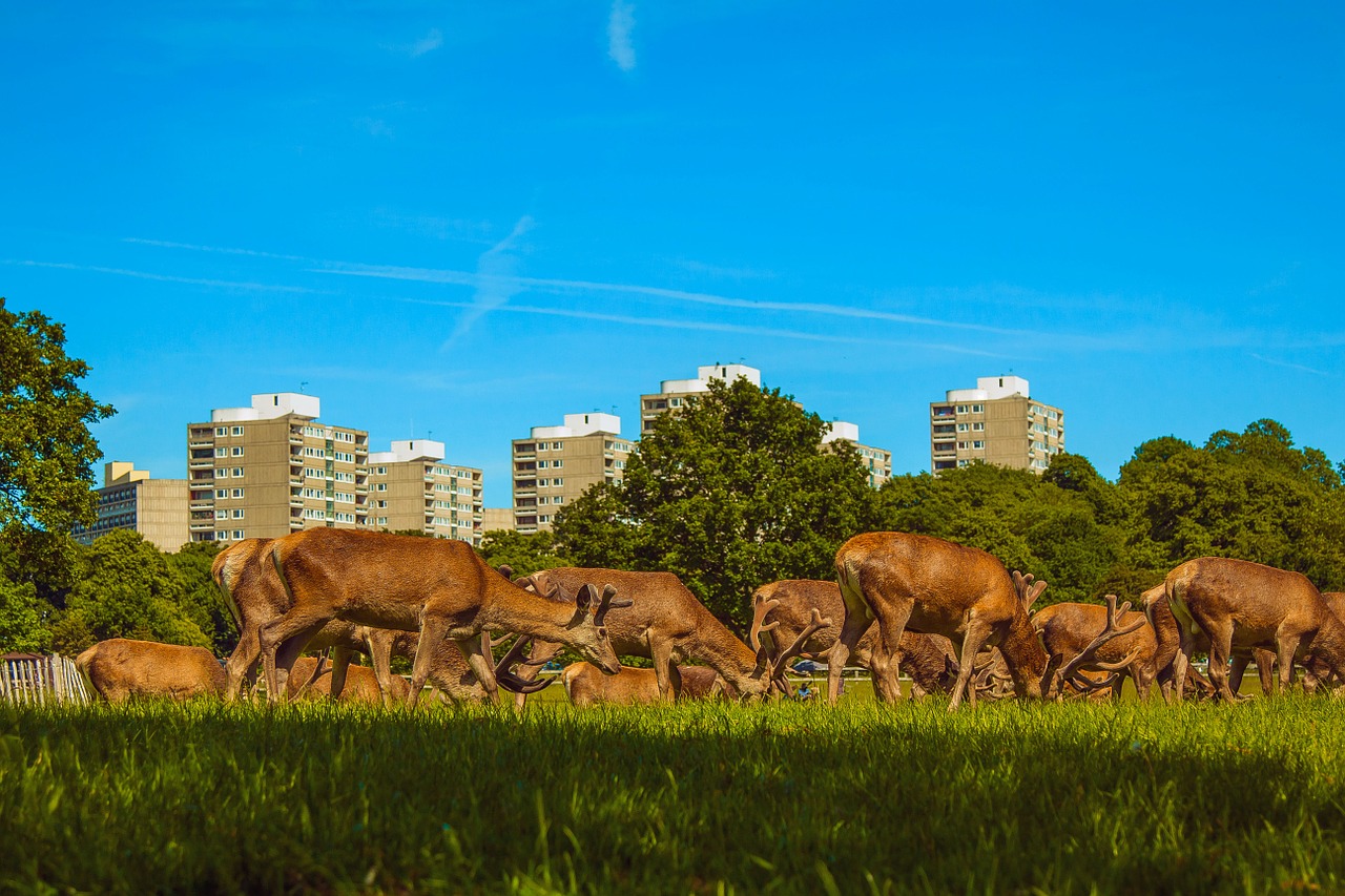 london richmond deer free photo