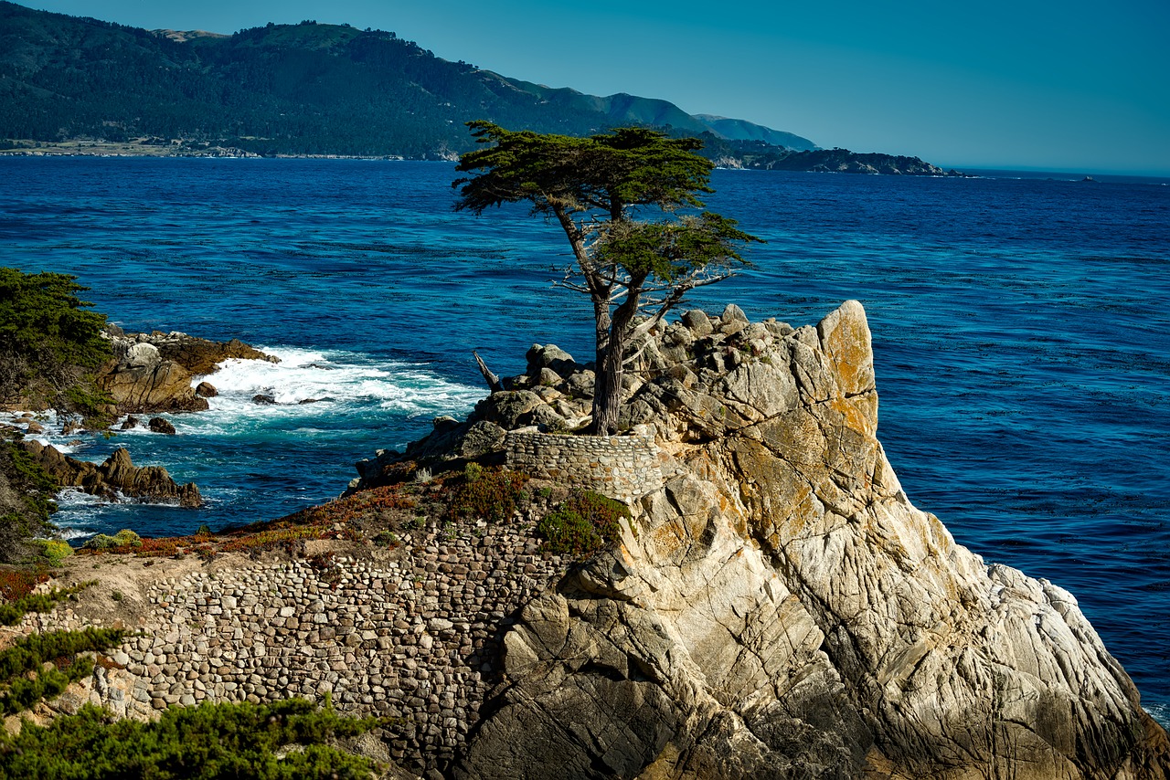 lone isolated cypress tree free photo