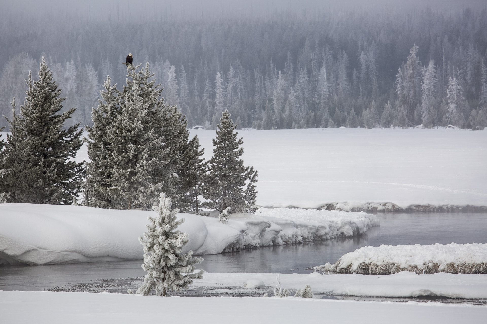 bald eagle perched snow free photo