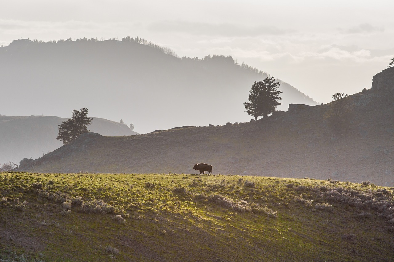 lone bison buffalo ridge free photo