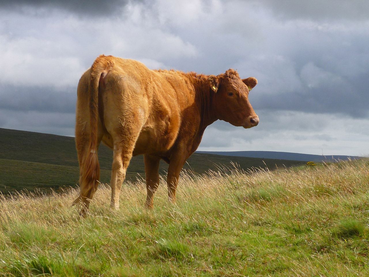 cow cattle dartmoor free photo