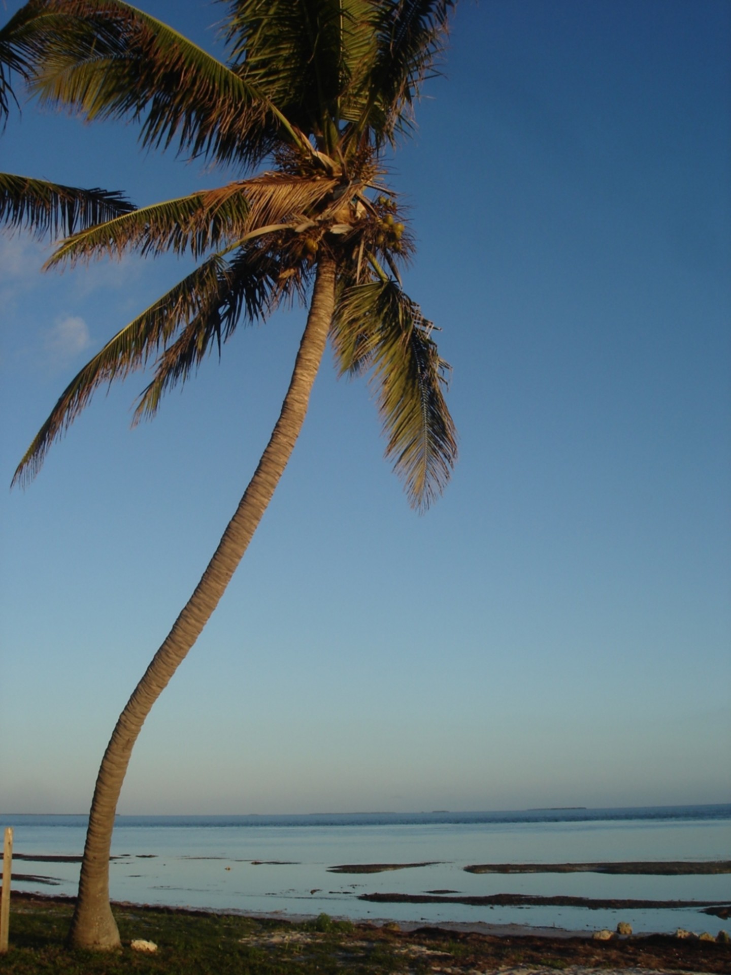 palm tree tropical lone palm free photo