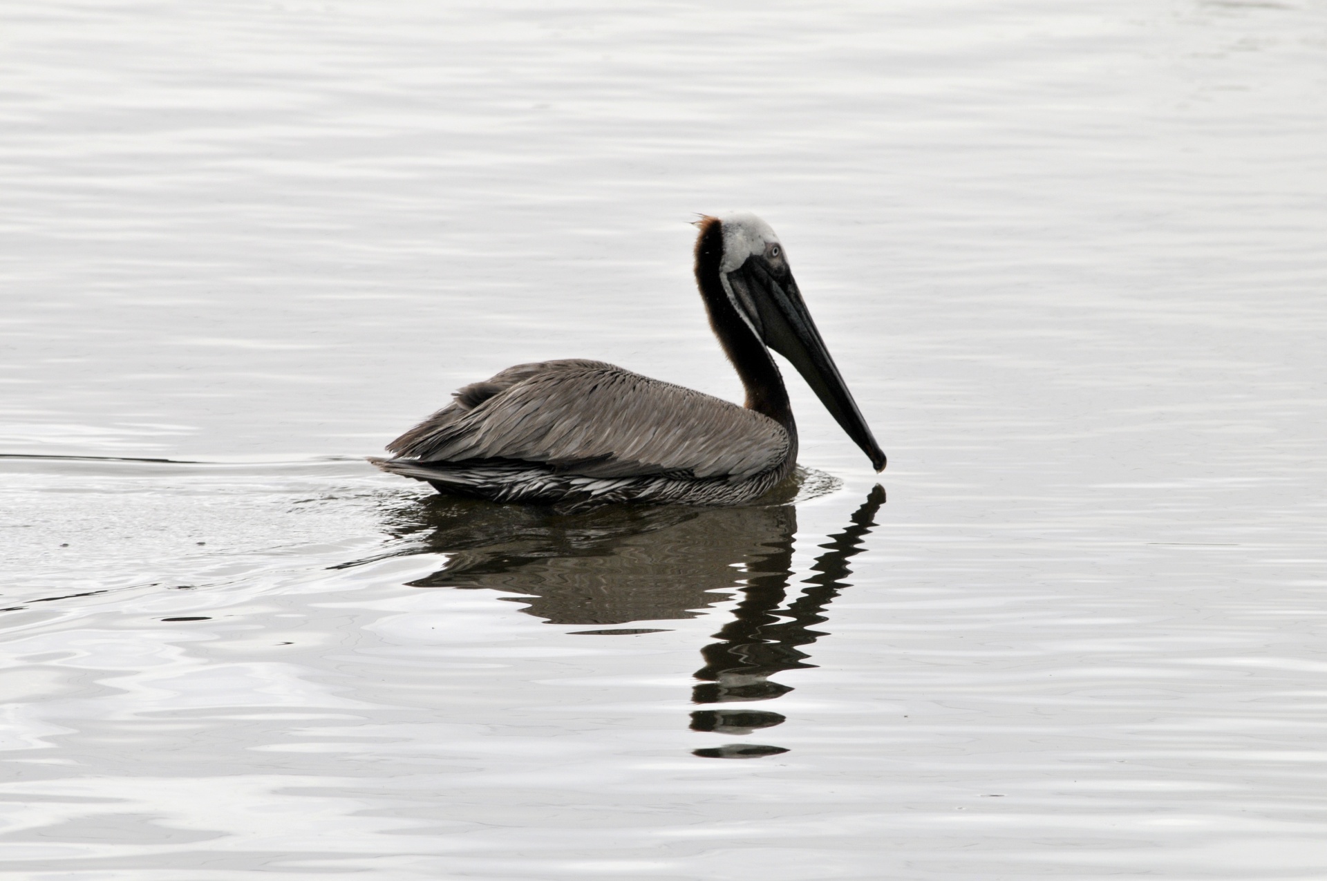 pelican pelicans bird free photo