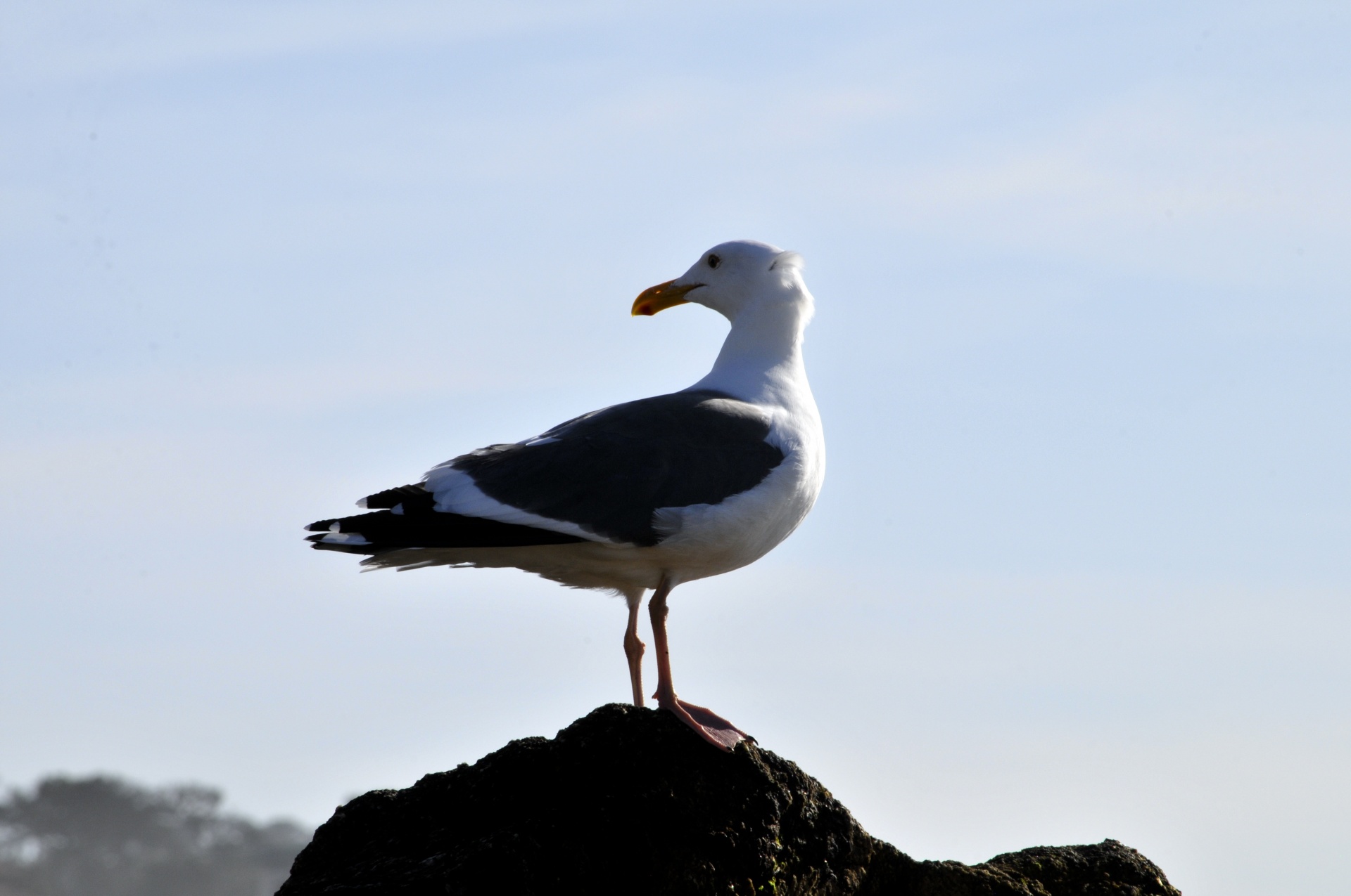 seagull sea gull bird free photo