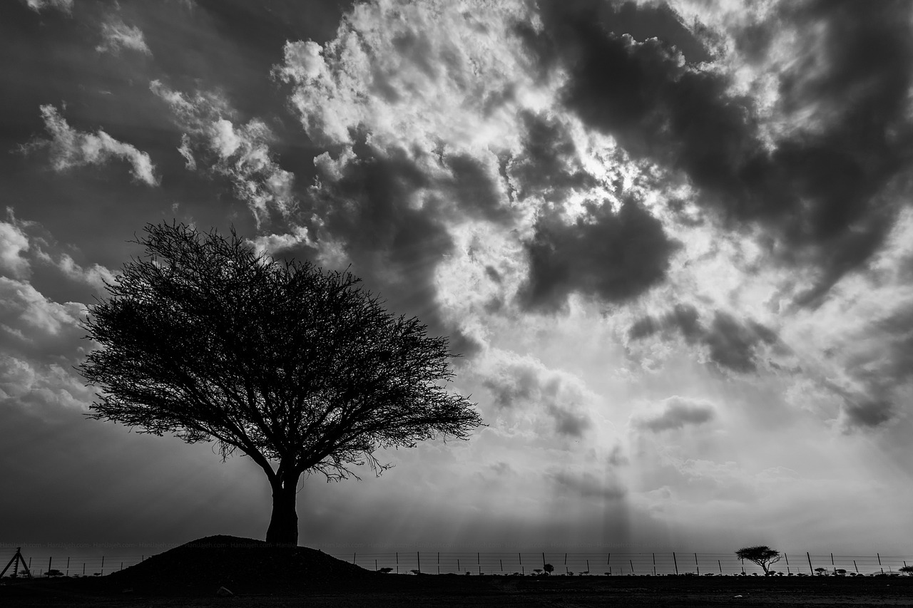 lone tree looming sky cloud free photo
