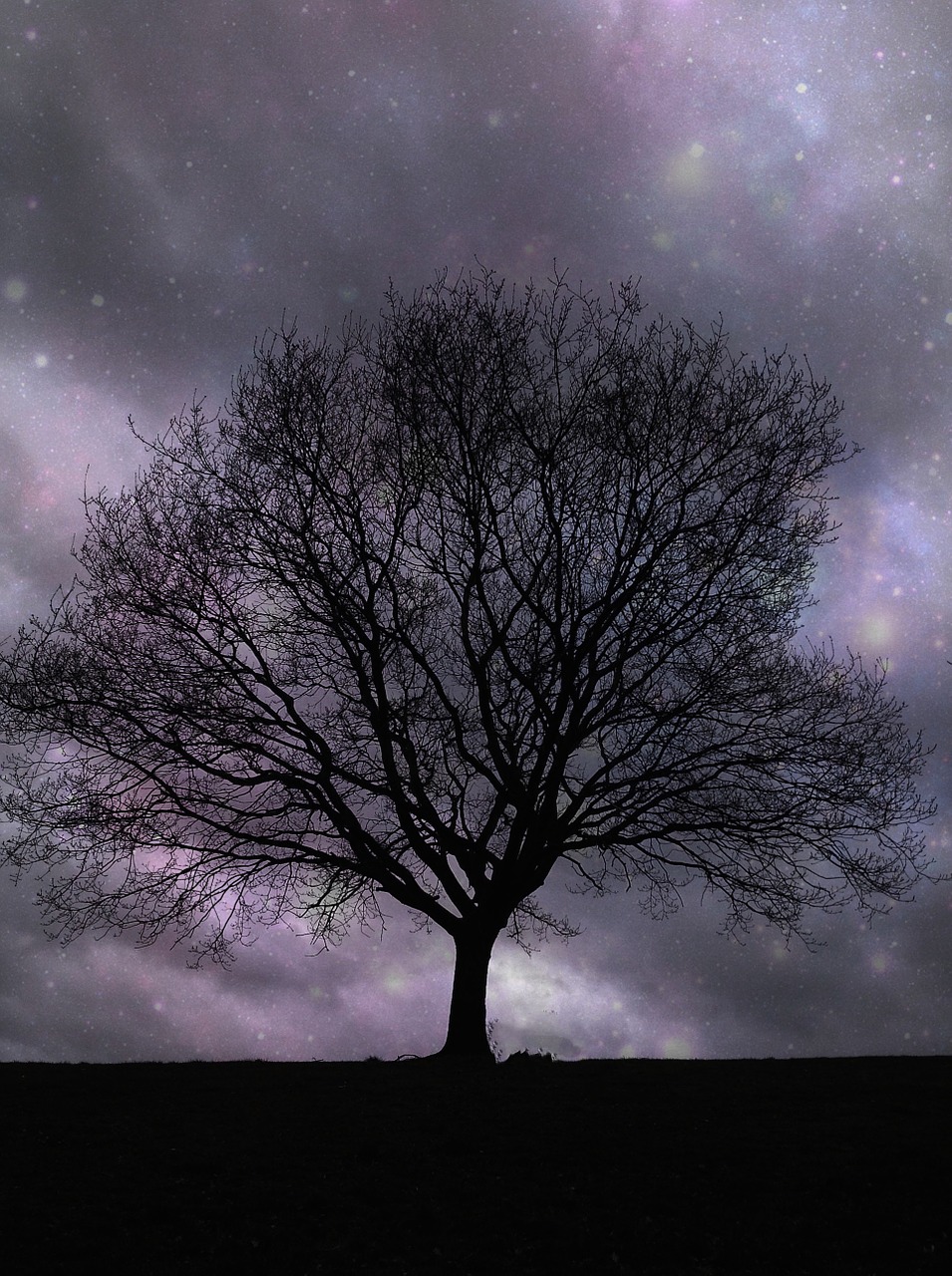lone tree stars night free photo