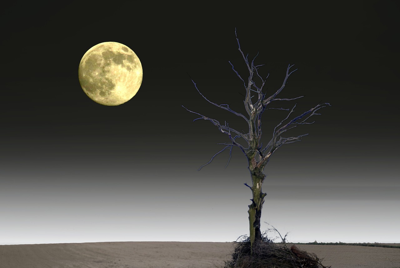 lone tree moon the fullness of free photo