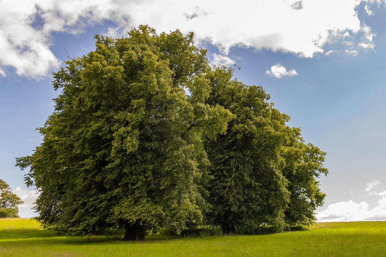 lone tree tree landscape free photo