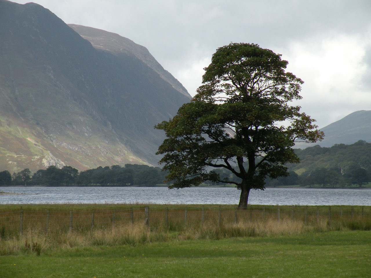 tree solo lake free photo