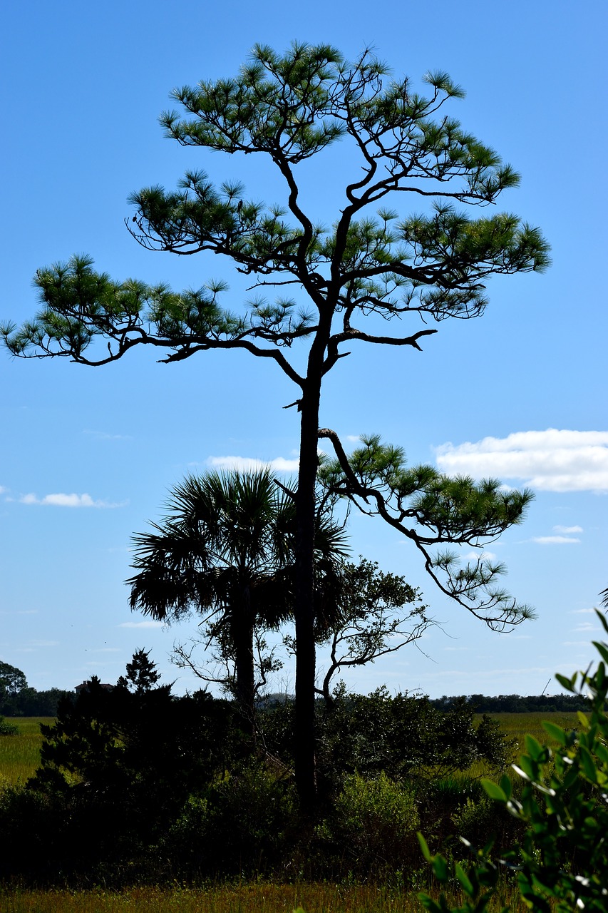 lone tree  tree  swamp free photo