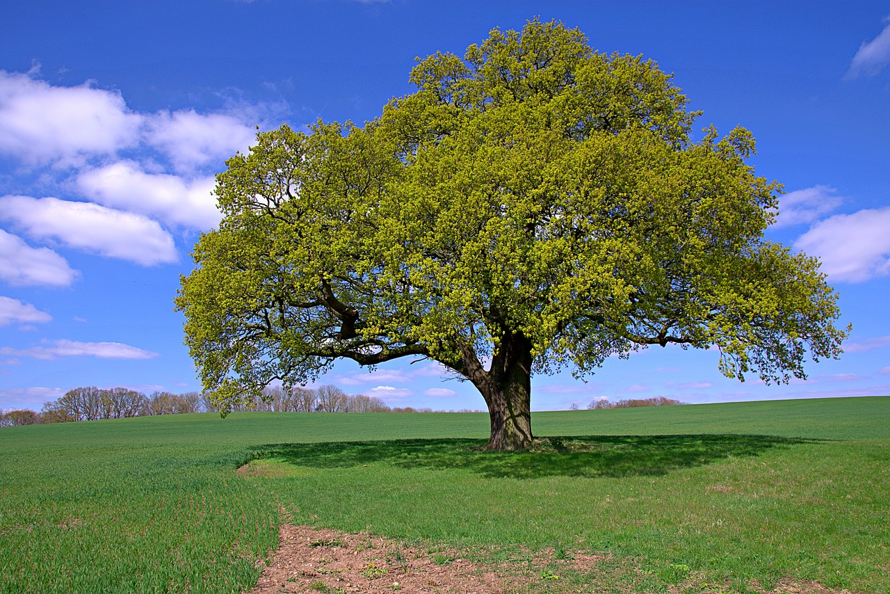 lone tree  field  wheat free photo