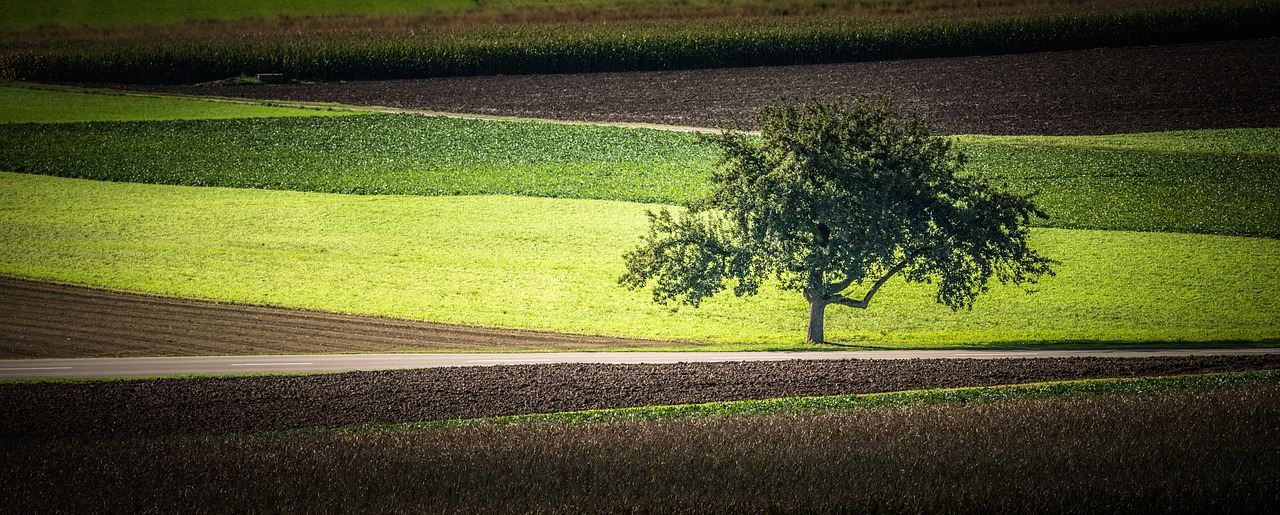 lone tree meadow landscape free photo