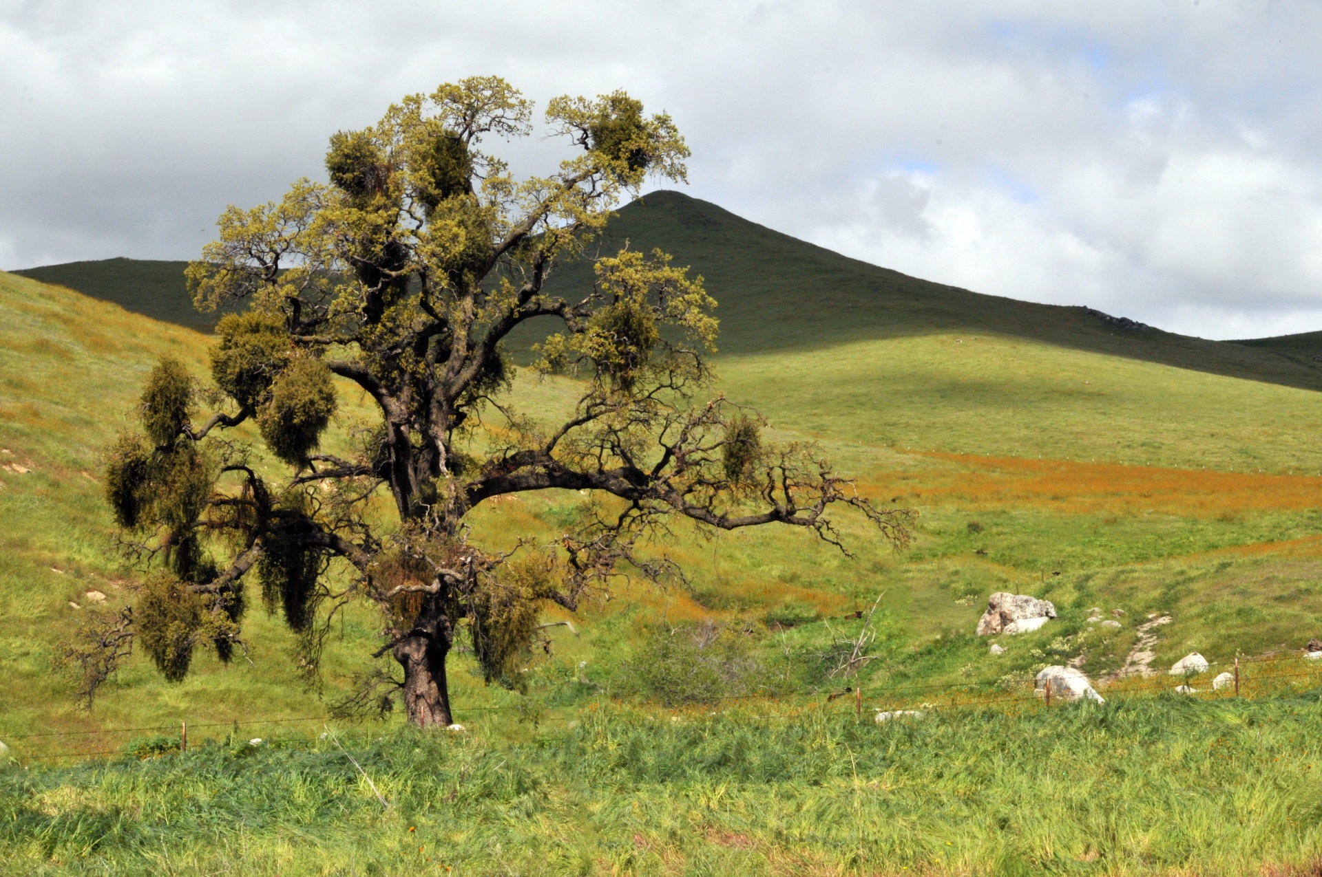 tree trees grass free photo