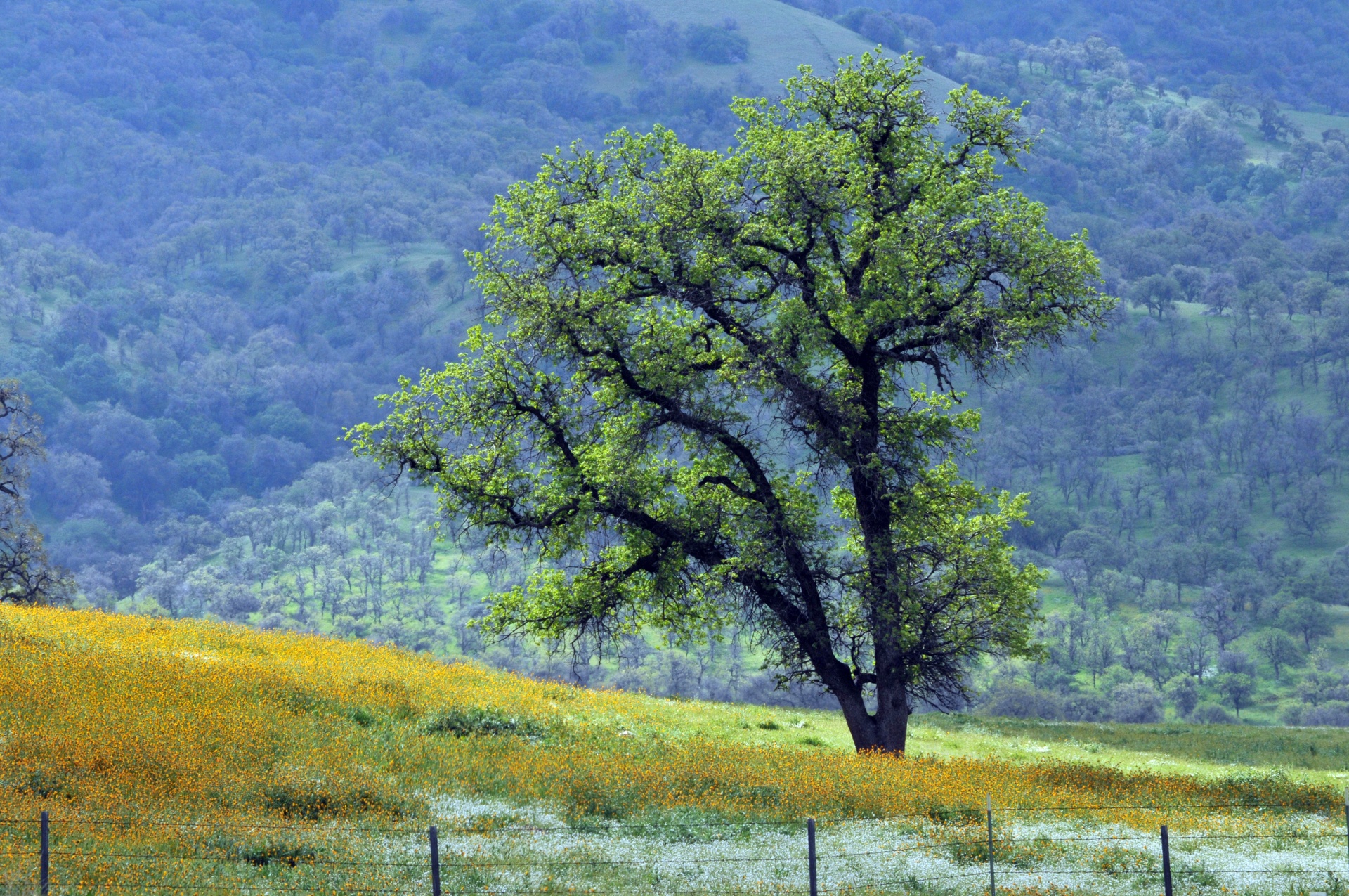 tree trees meadow free photo