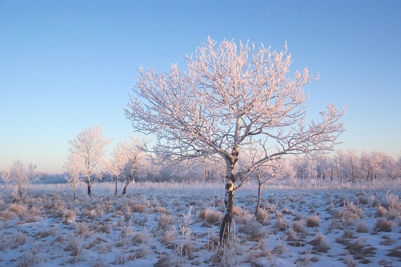 frost jack frosty free photo