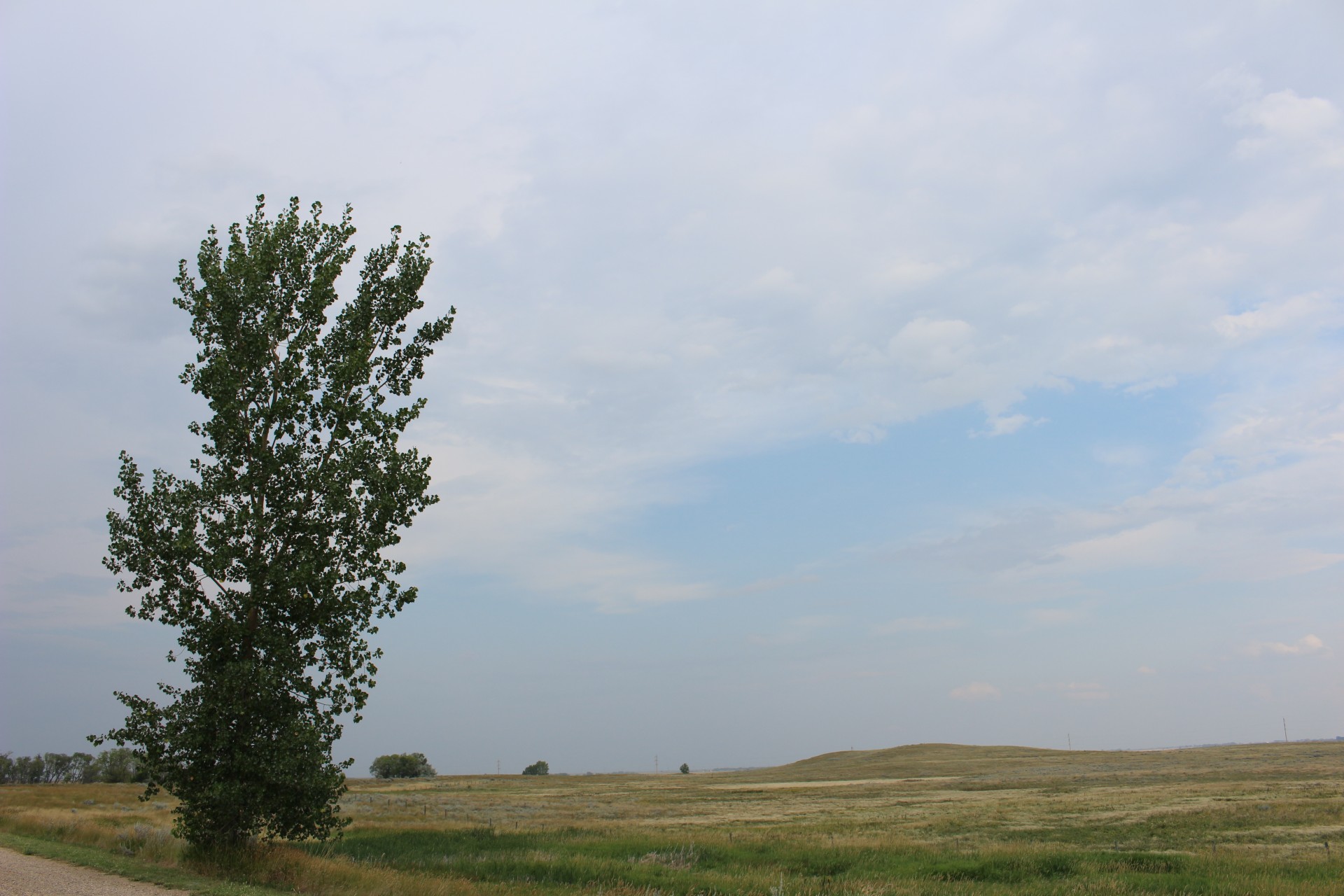 lone tree prairie free photo