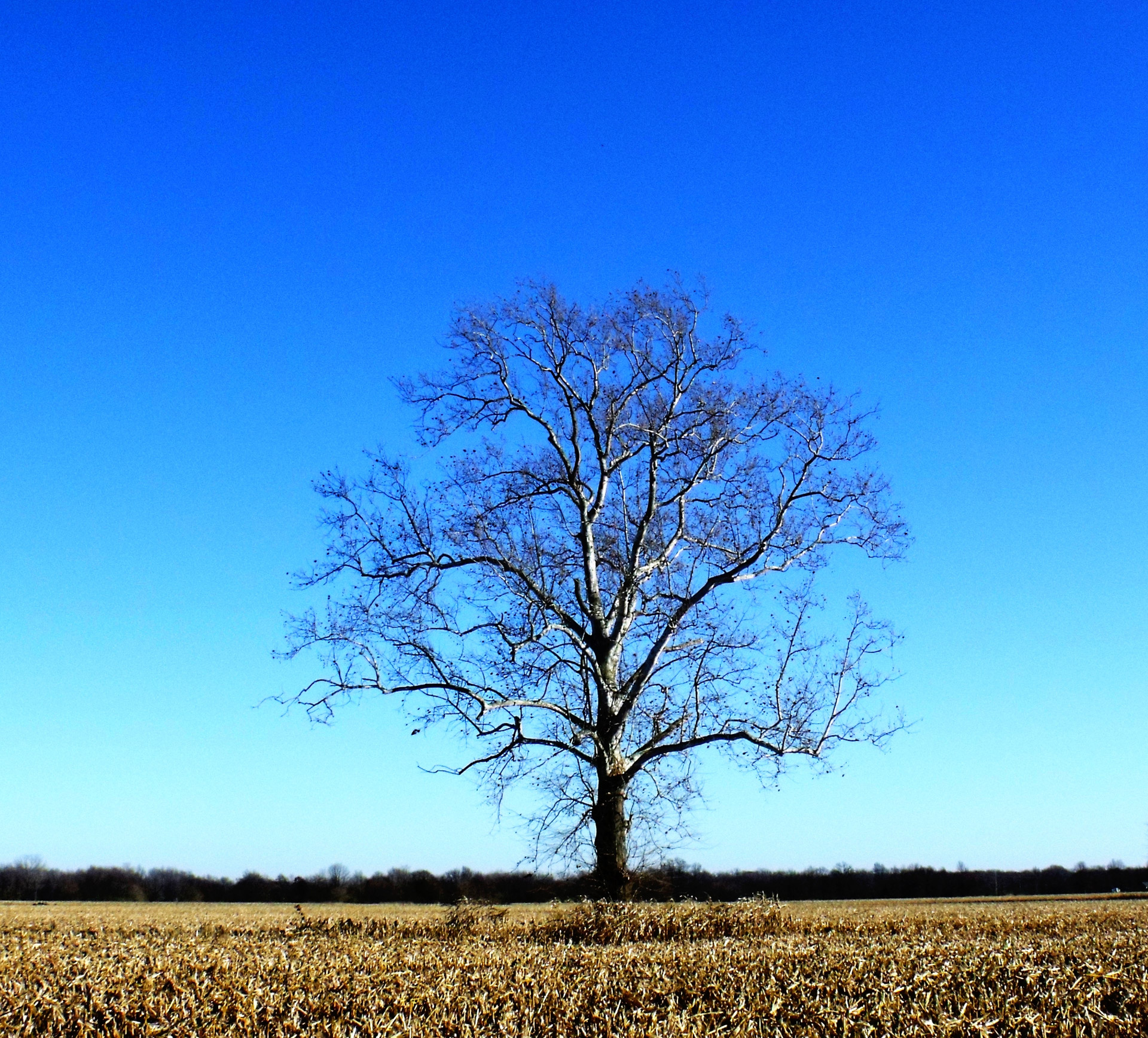 tree farm lone tree free photo