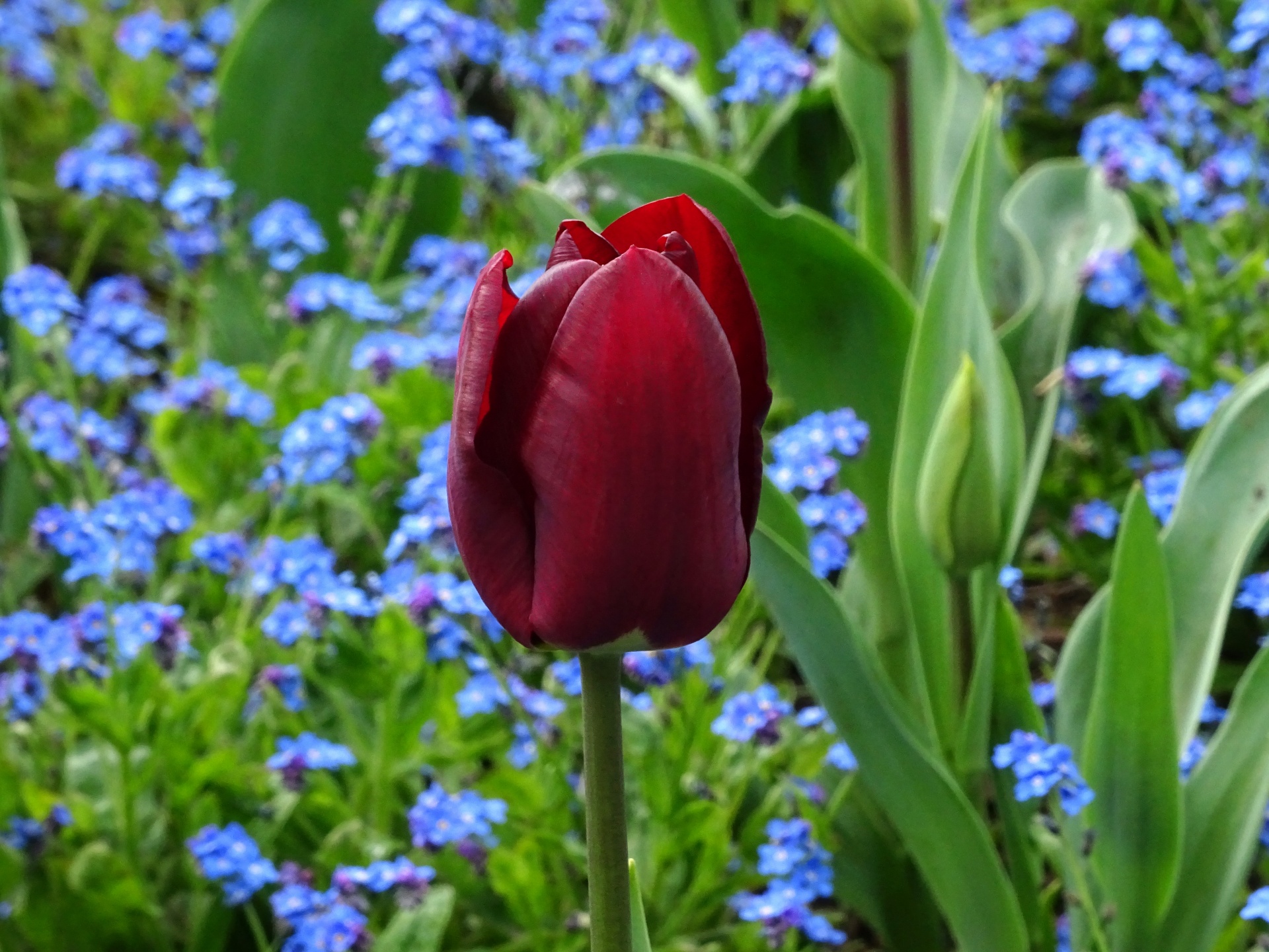 flower flowers tulips free photo