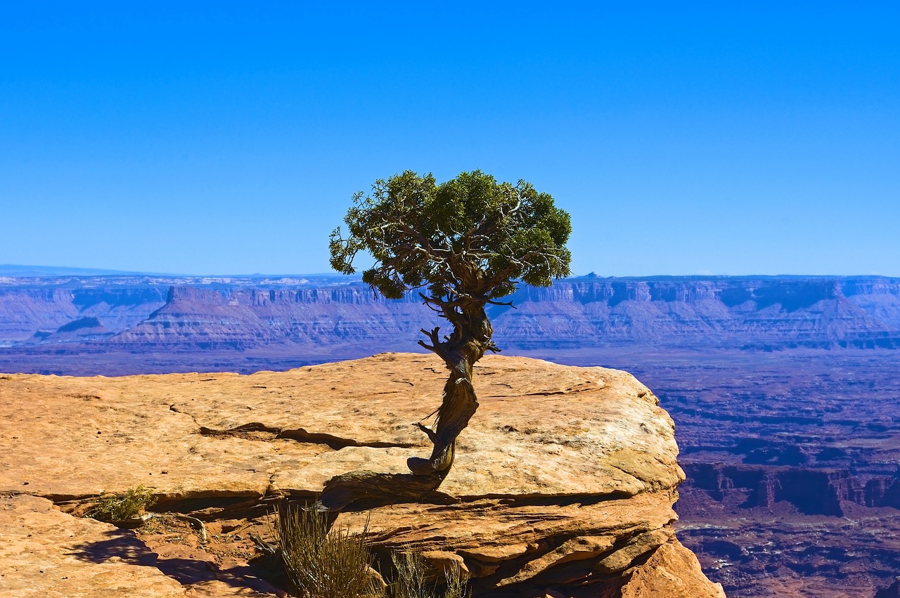 lone utah juniper  desert  rock free photo