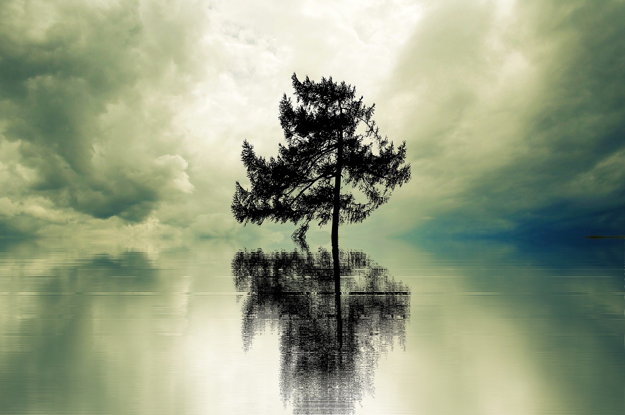 loneliness tree lonely free photo