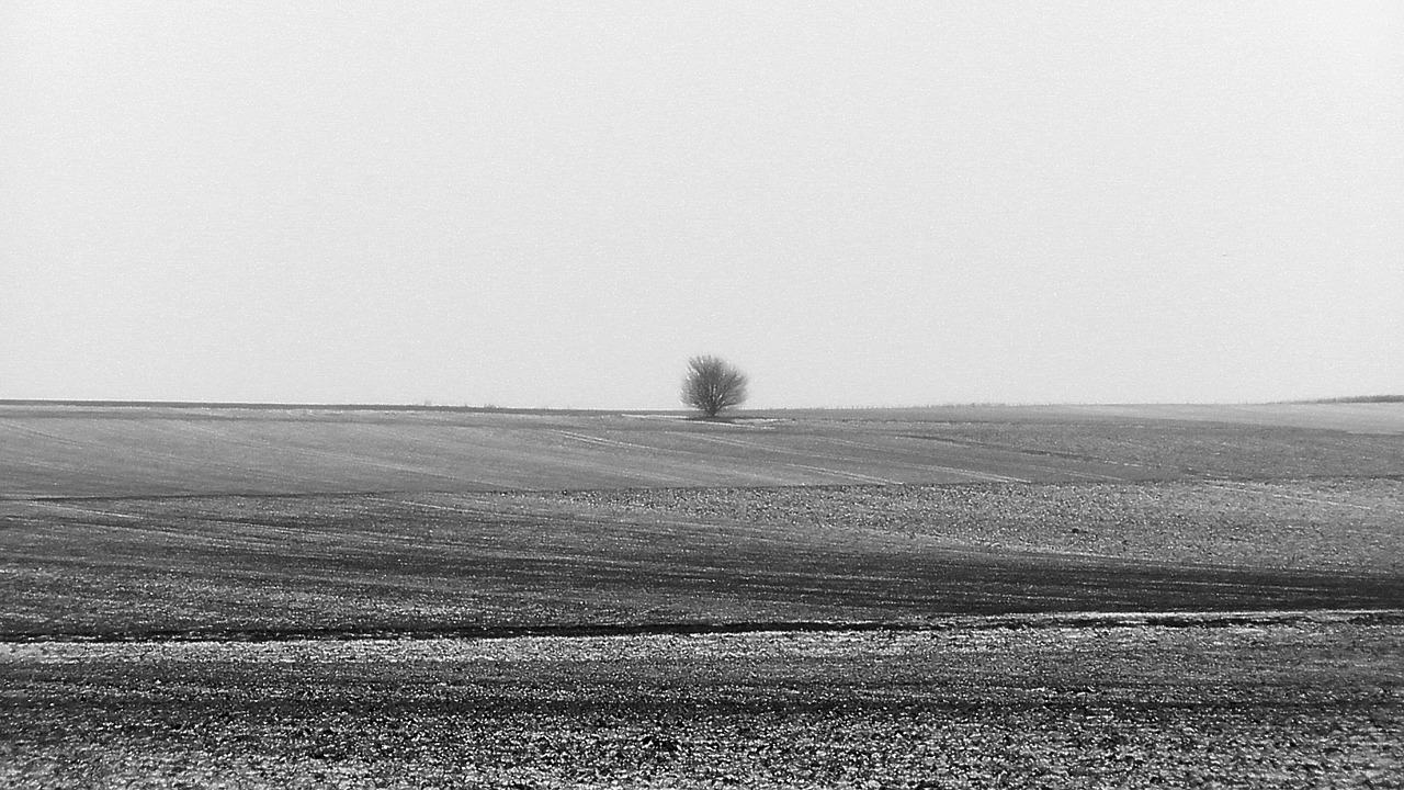 loneliness lonely tree free photo