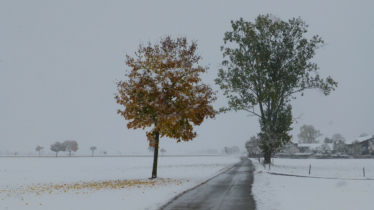 loneliness road trees free photo