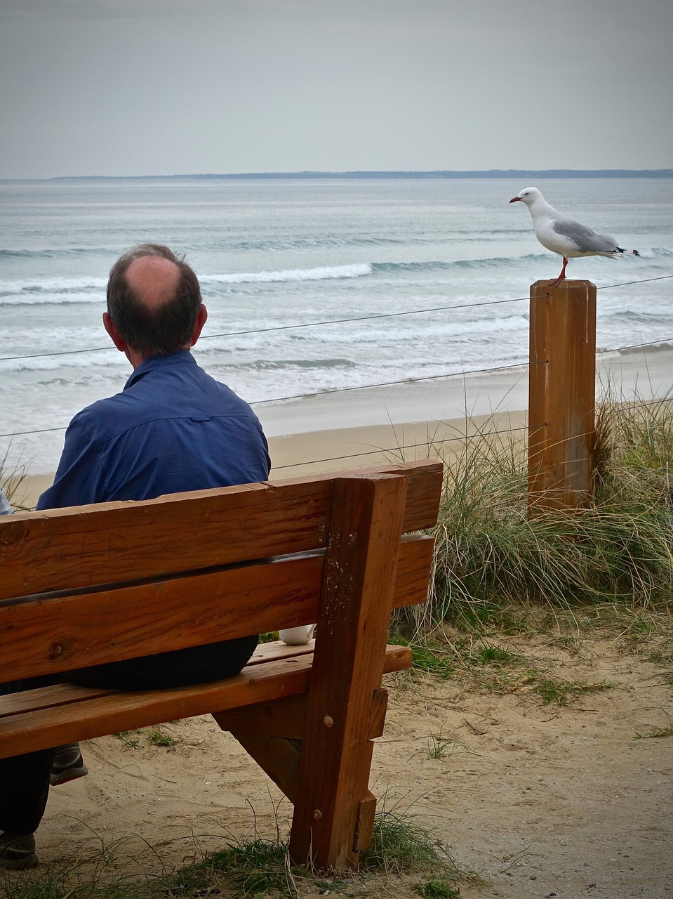 lonely seagull sea free photo