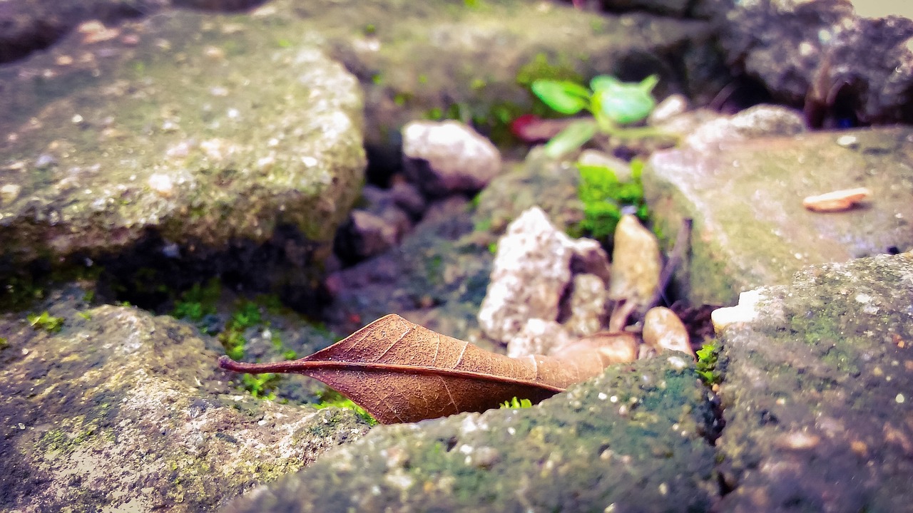 lonely autumn leaf free photo