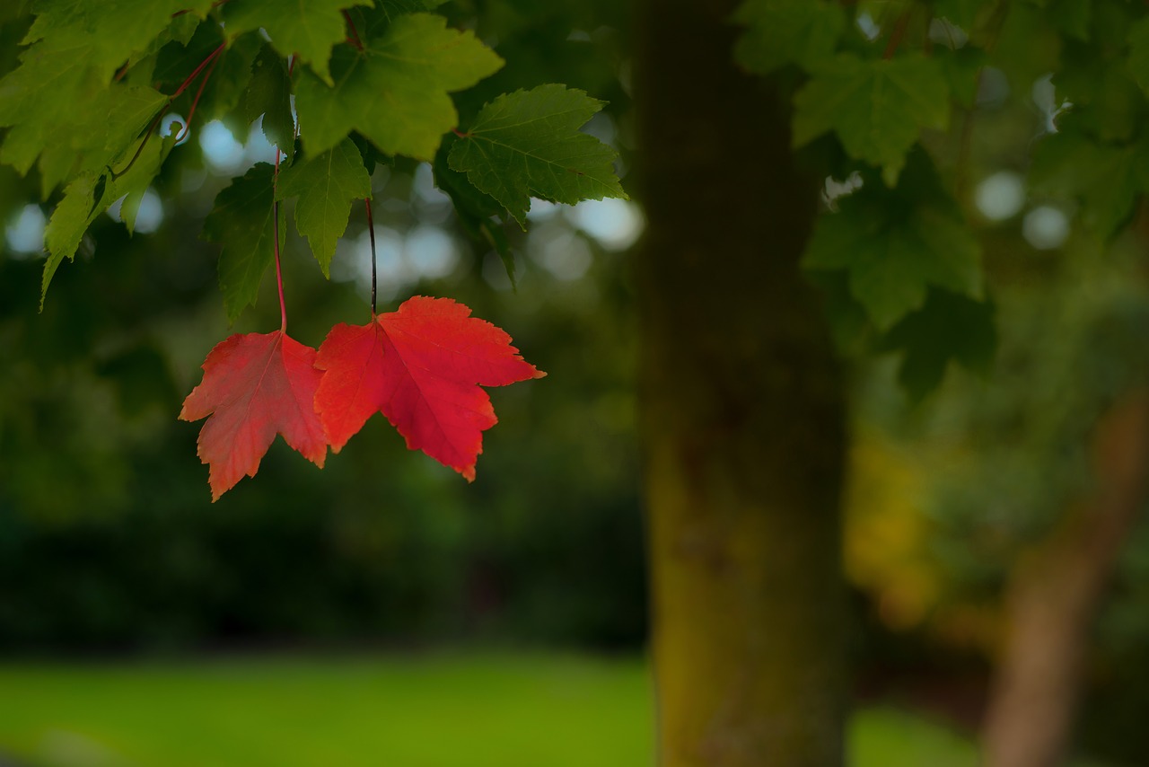 lonely red leafs free photo