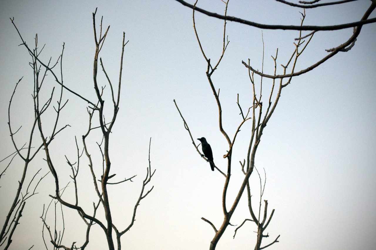 lonely crow barren free photo