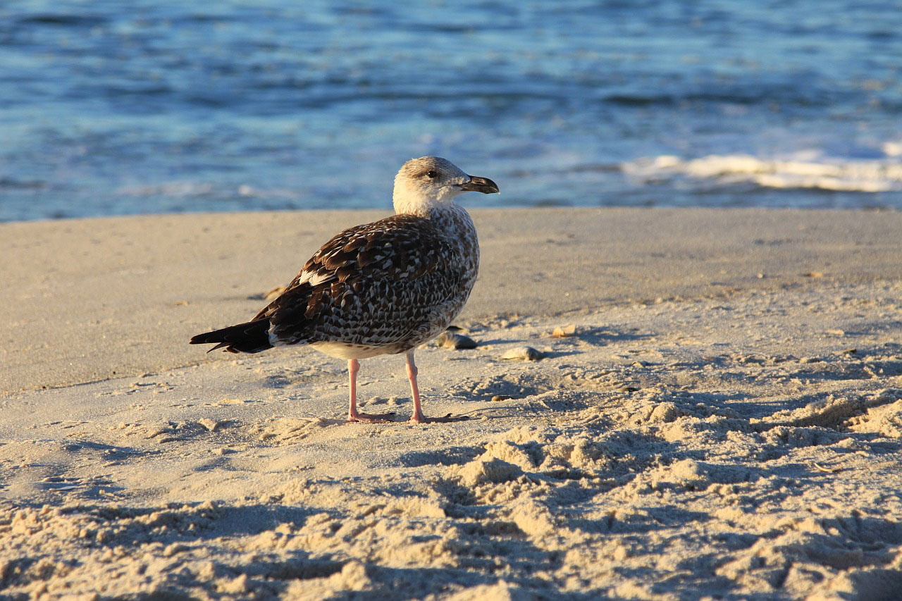 beach sand bird free photo