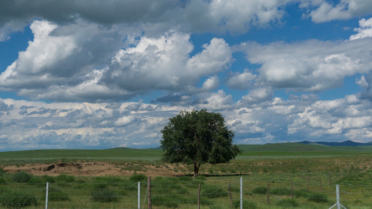 lonely  tree  cloud free photo