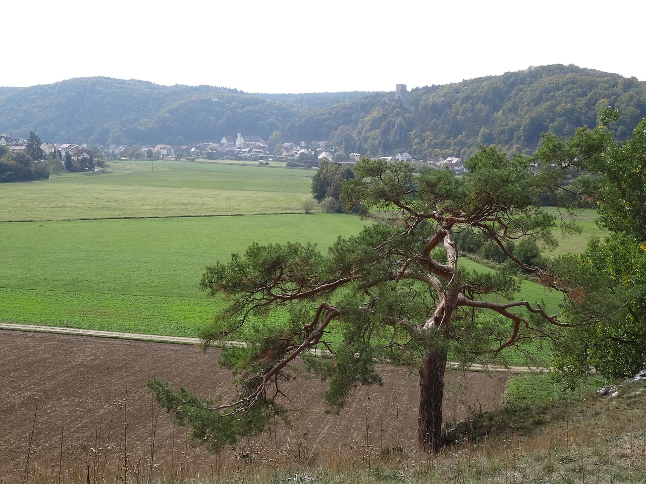 lonely autumn landscape tree free photo