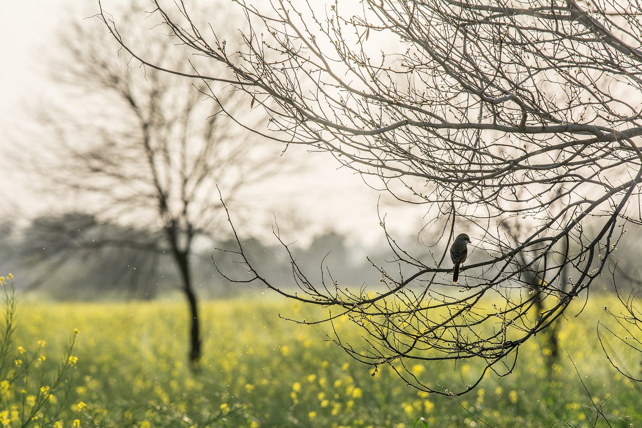 lonely bird  bird  nature free photo