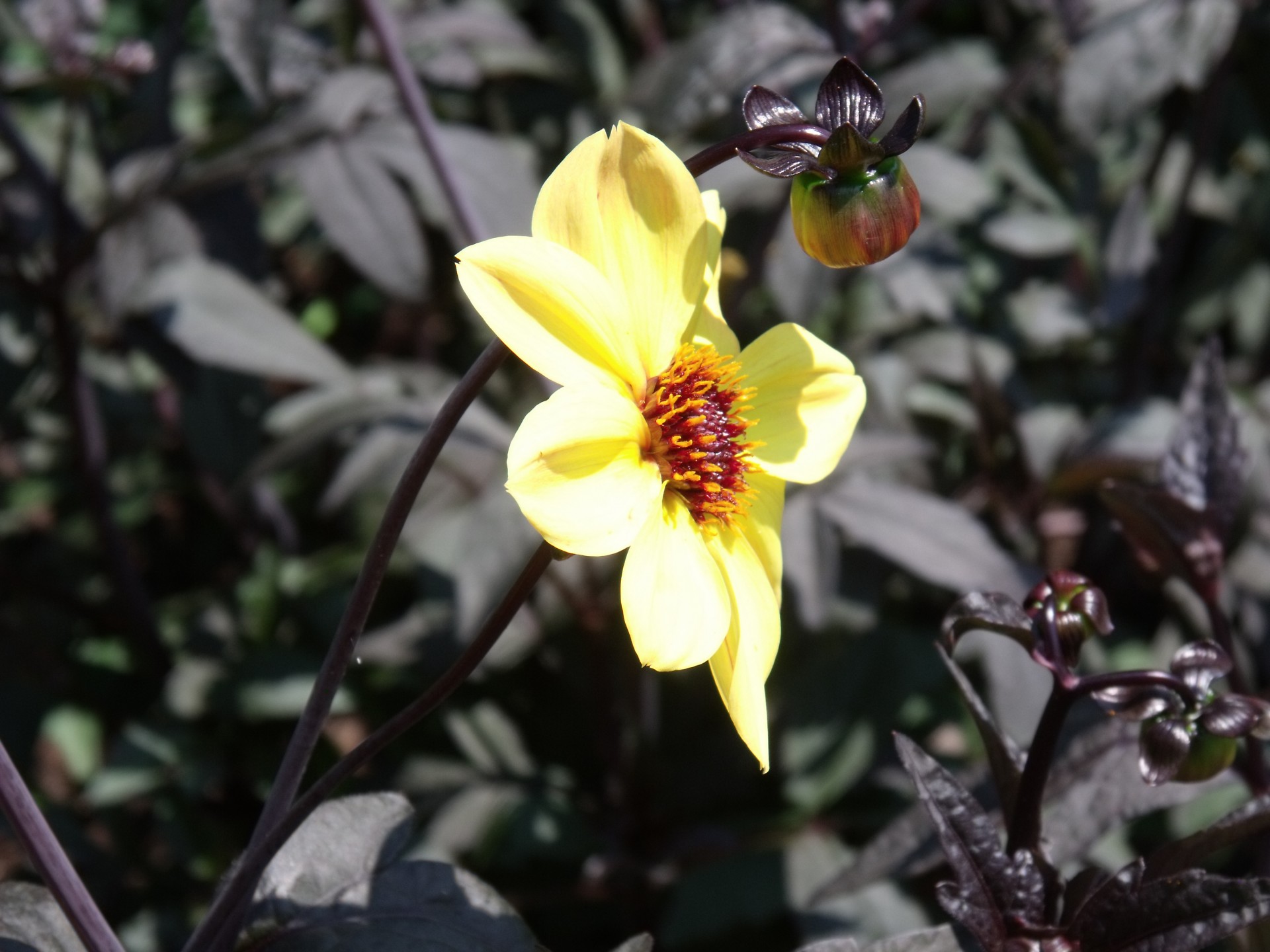 yellow flower lonely flower free photo