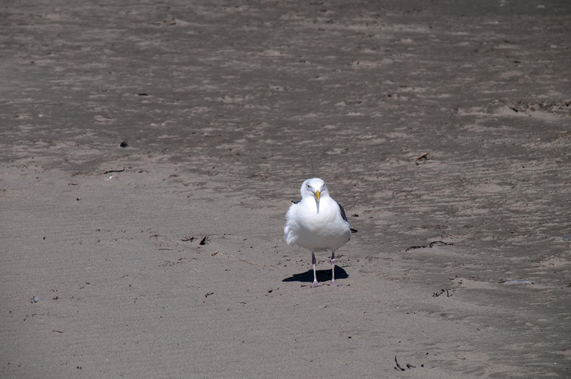 seagull sea gull marine birds free photo