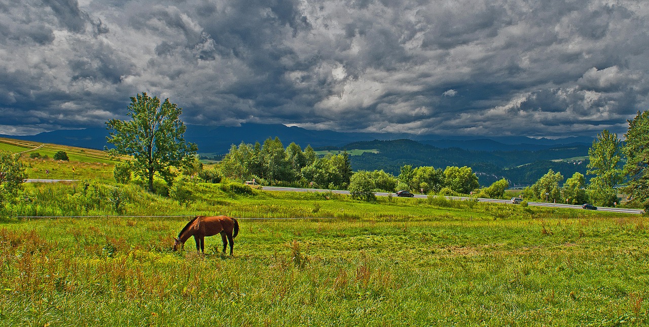 lonely horse pasture land before the storm free photo