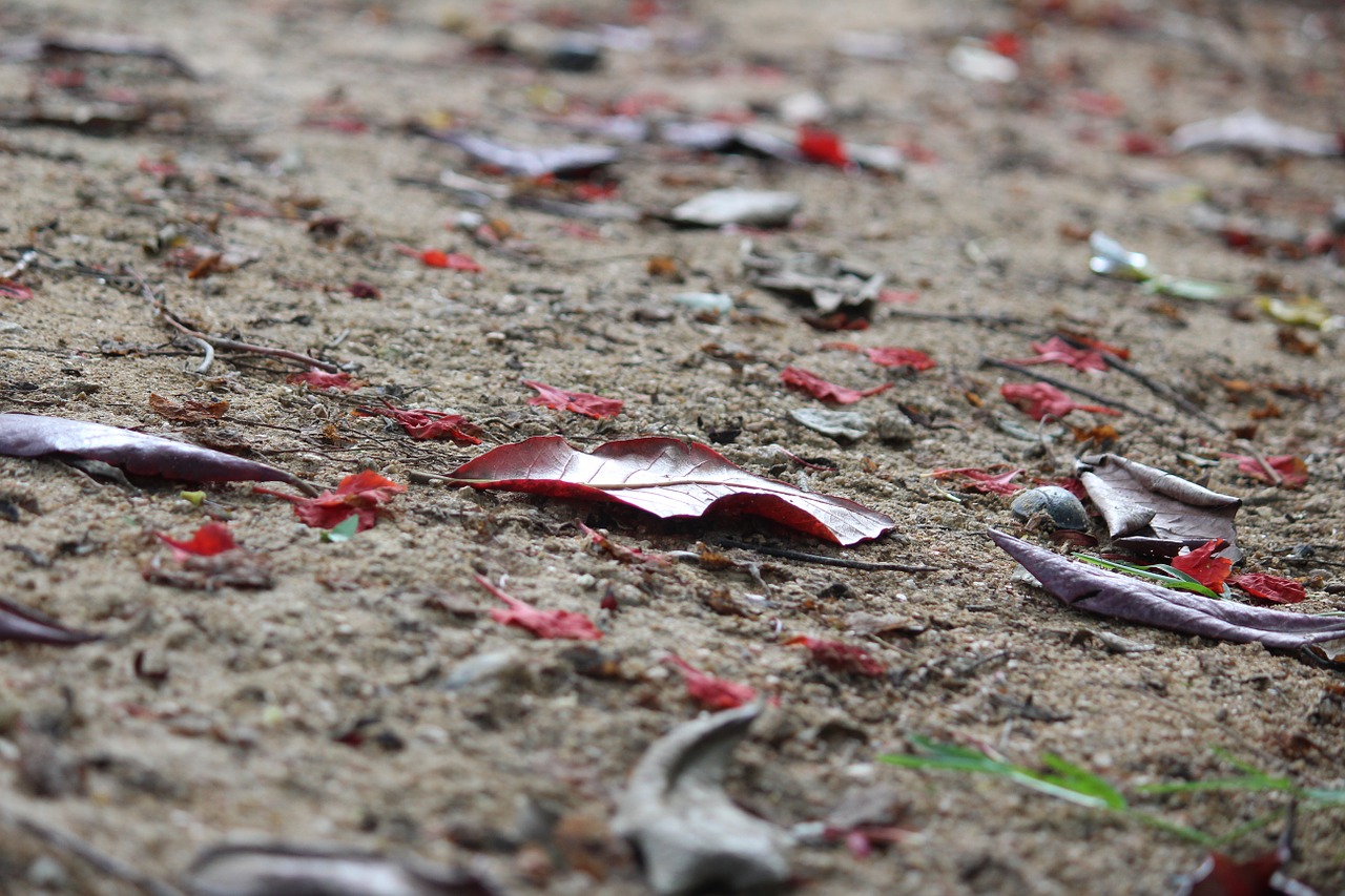 autumn lonely leaves ground free photo
