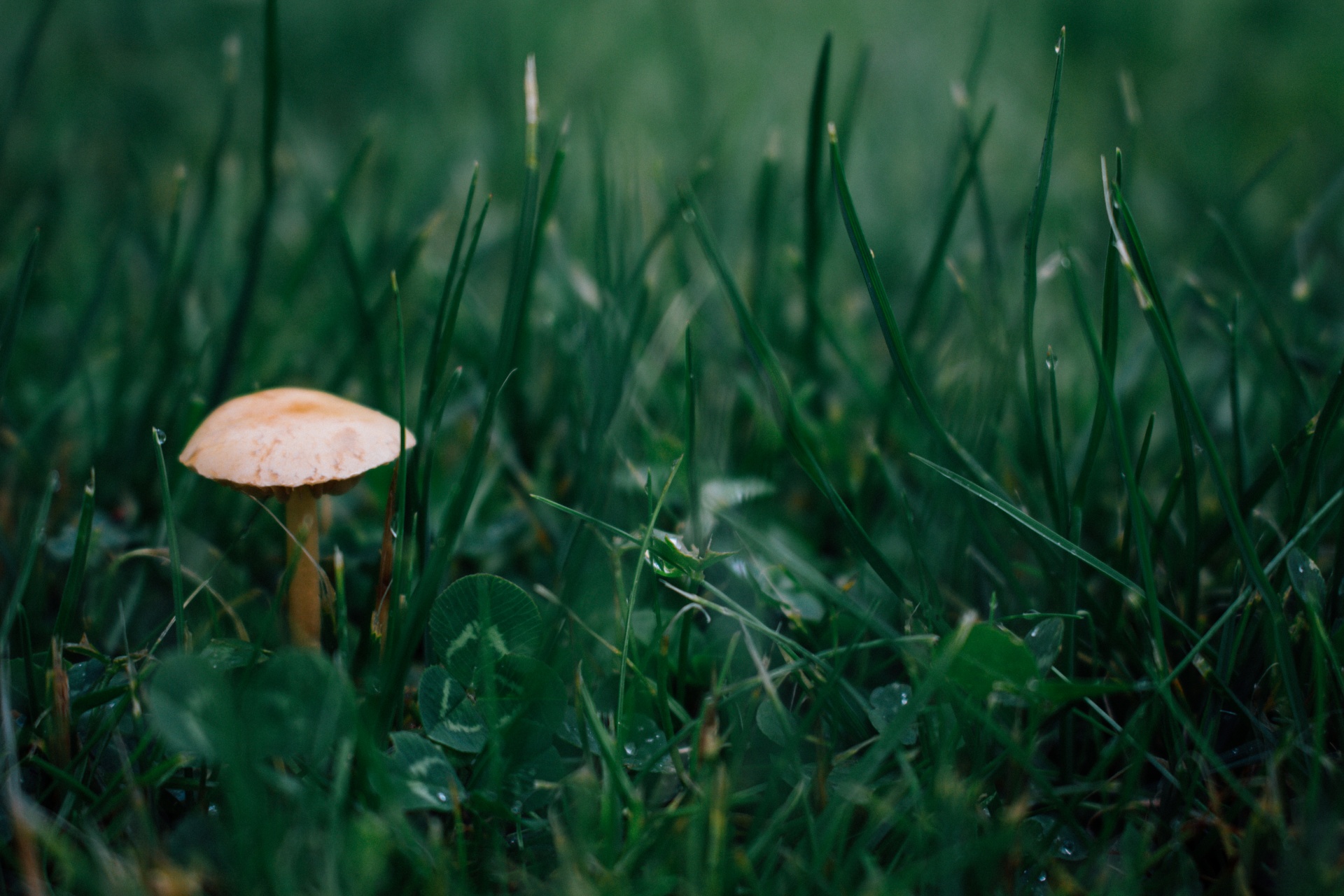 mushroom nature macro free photo