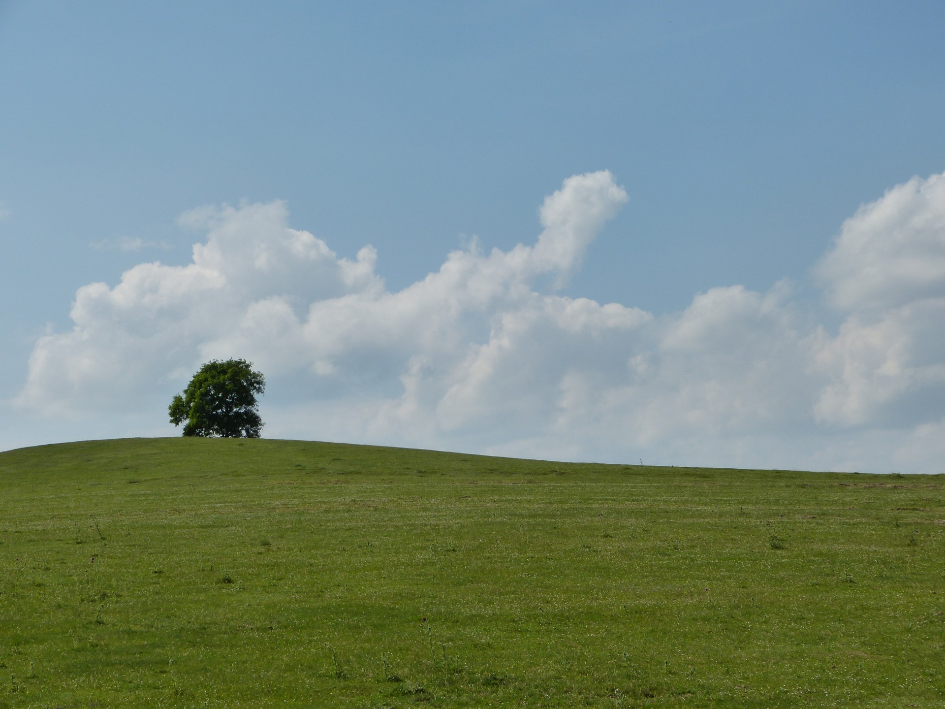 tree hill green free photo