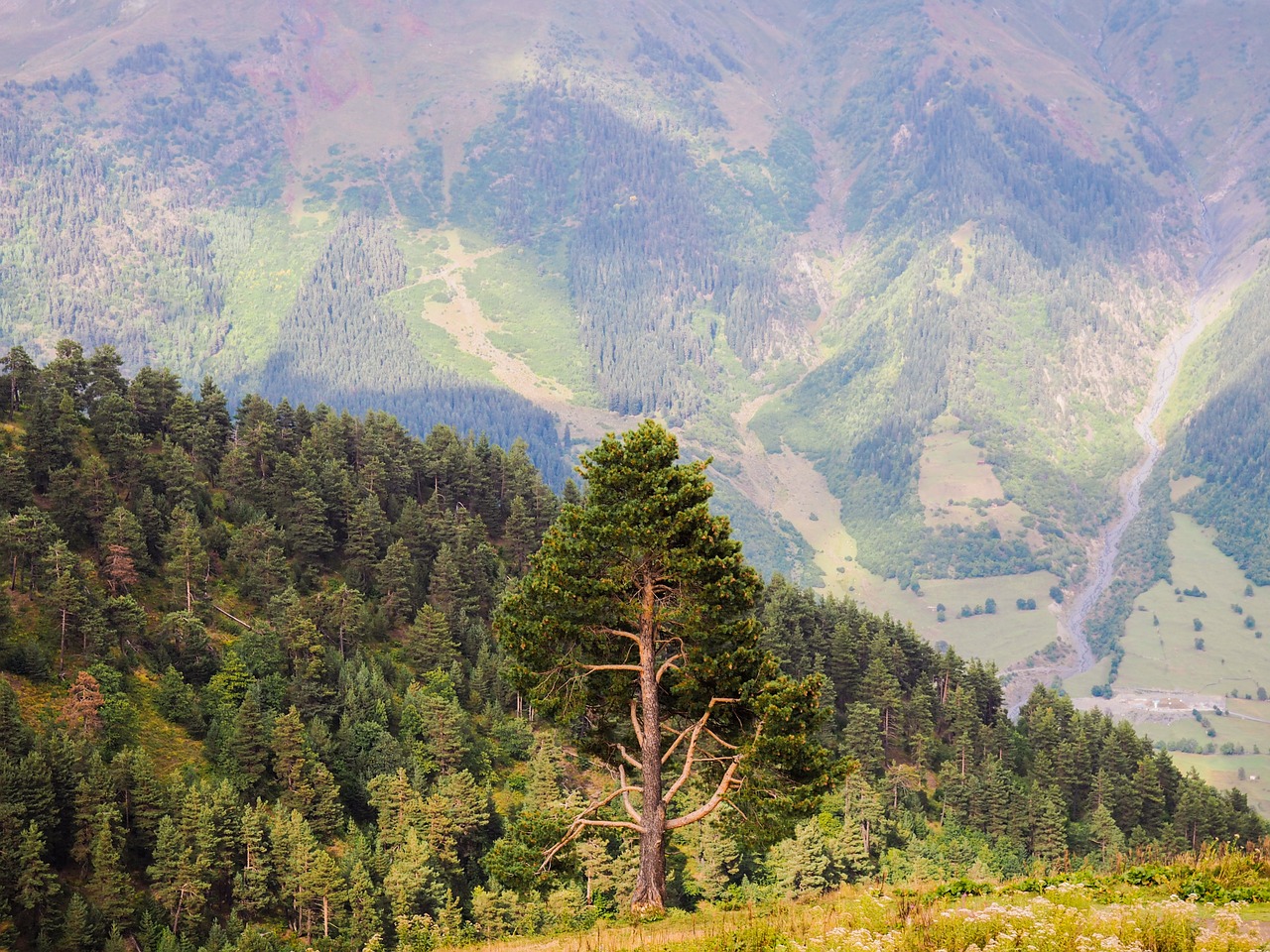 lonely tree slope mountains free photo