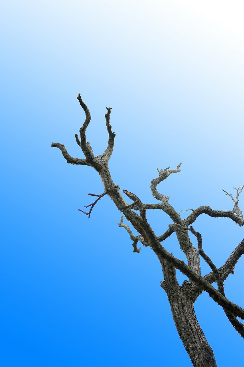 lonely tree dried branch blue sky free photo