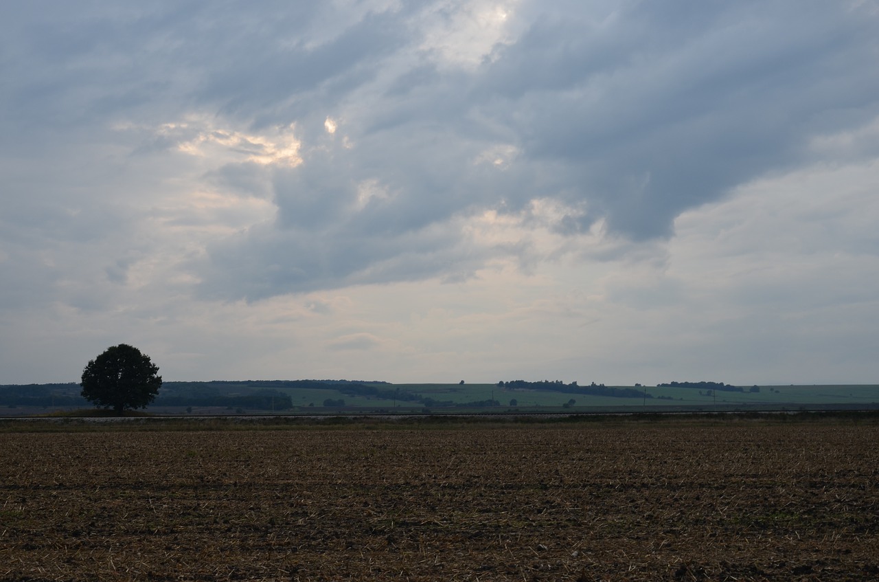 lonely tree field sky free photo