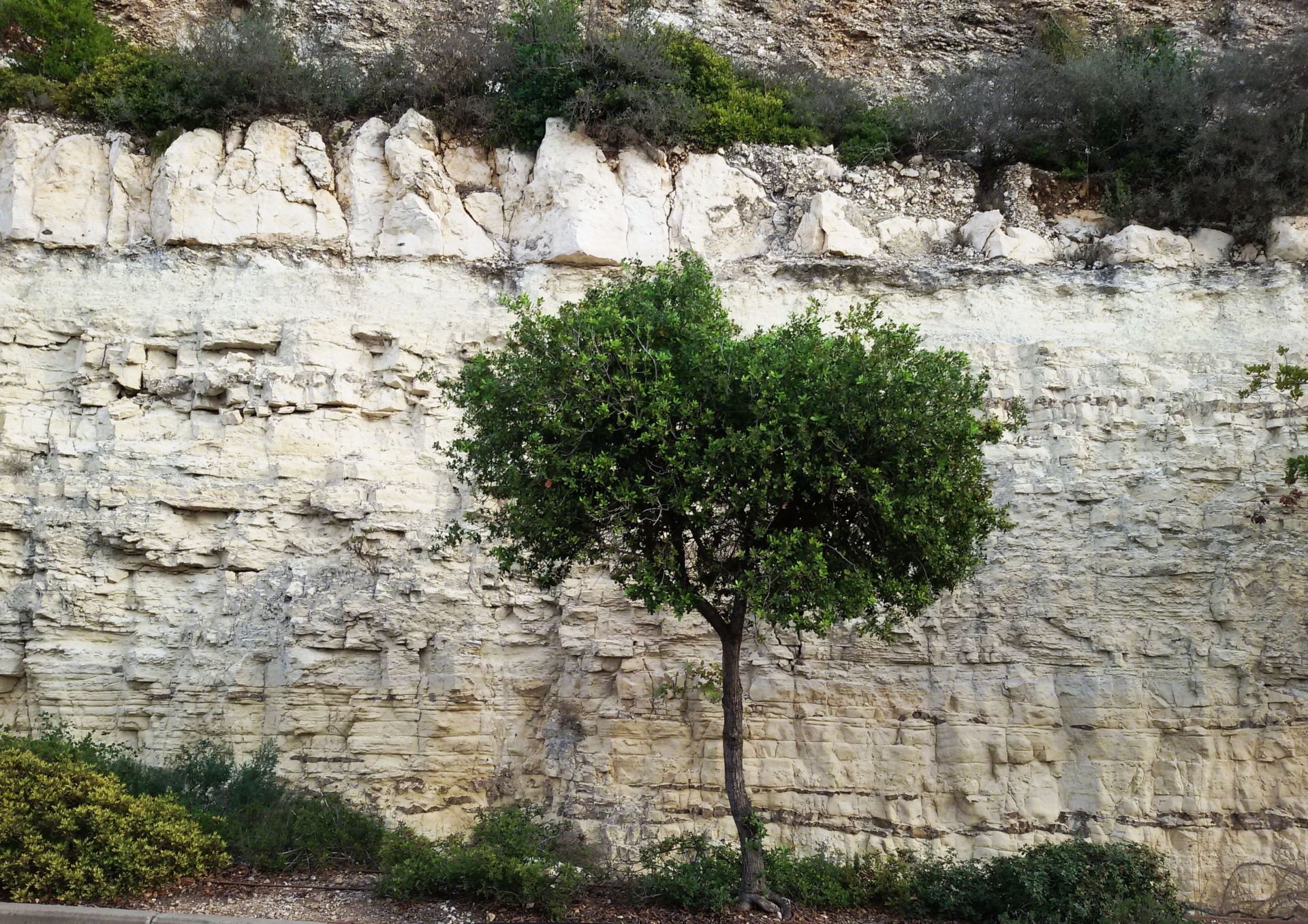 lonely tree cliff free photo