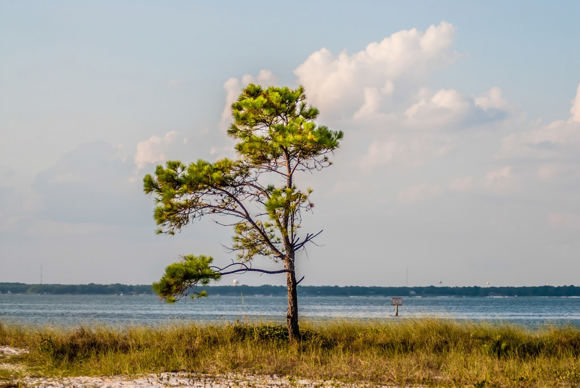 lonely tree coast free photo