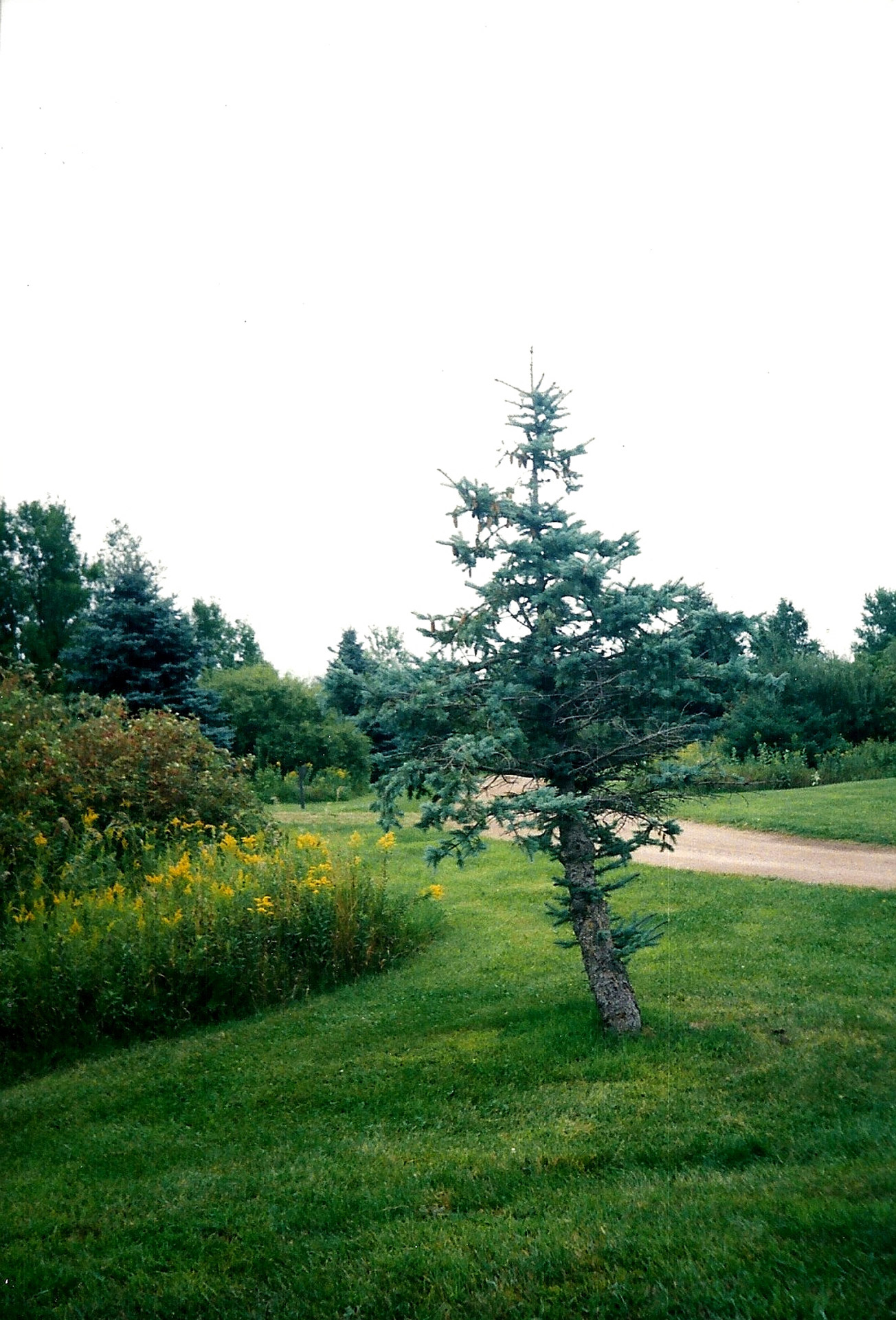 evergreen spruce garden free photo