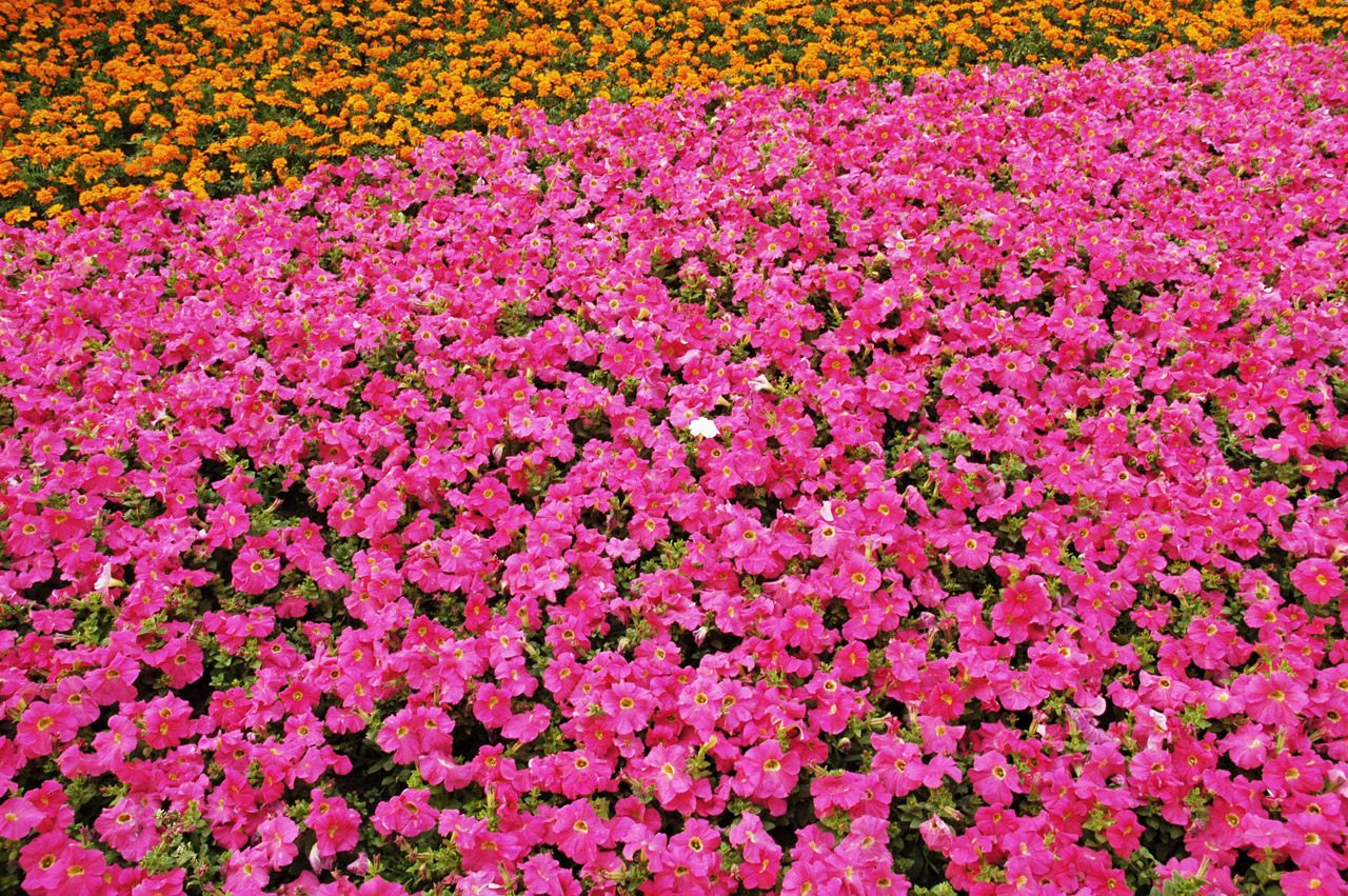 flowers flower pink free photo