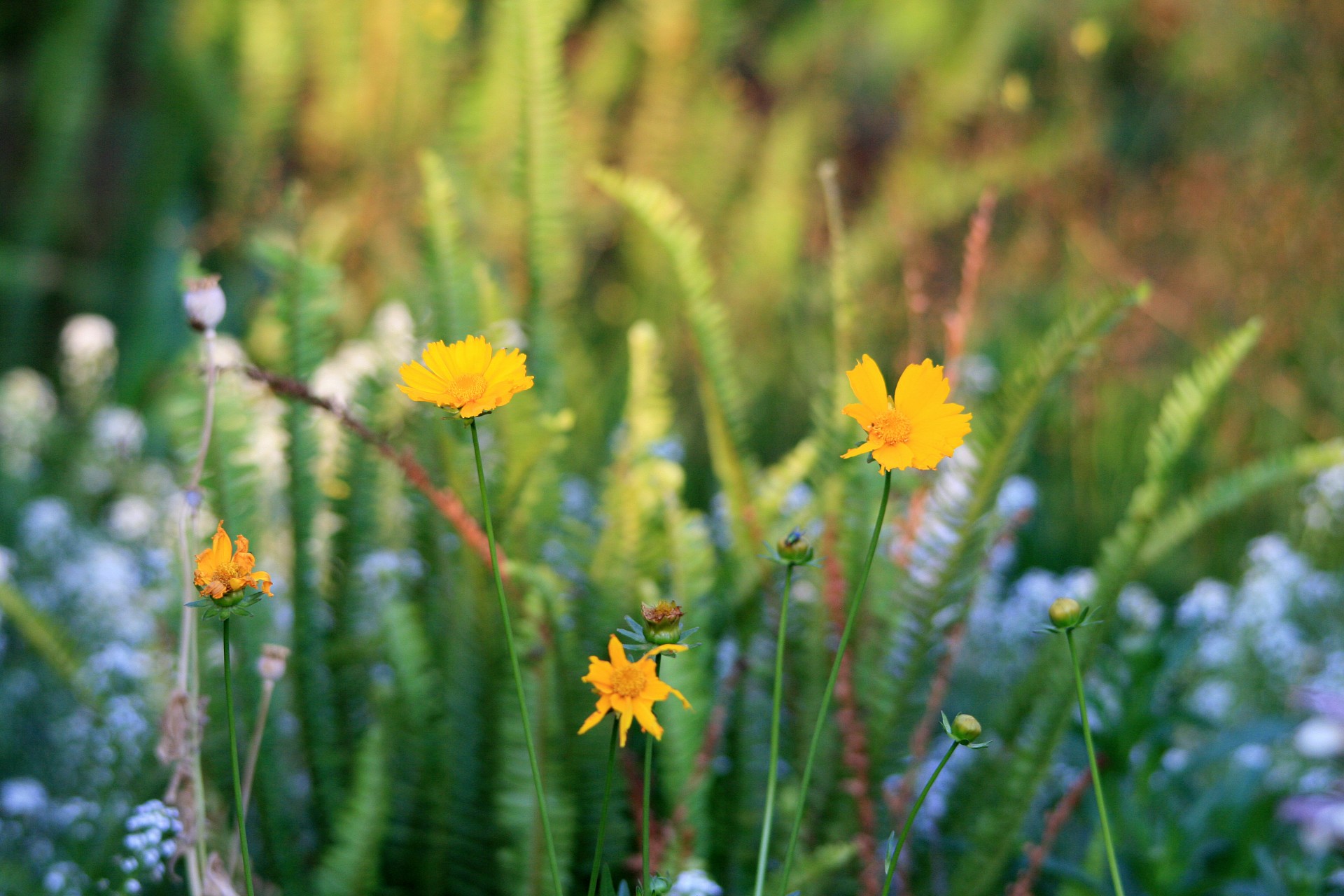 flowers yellow upright free photo